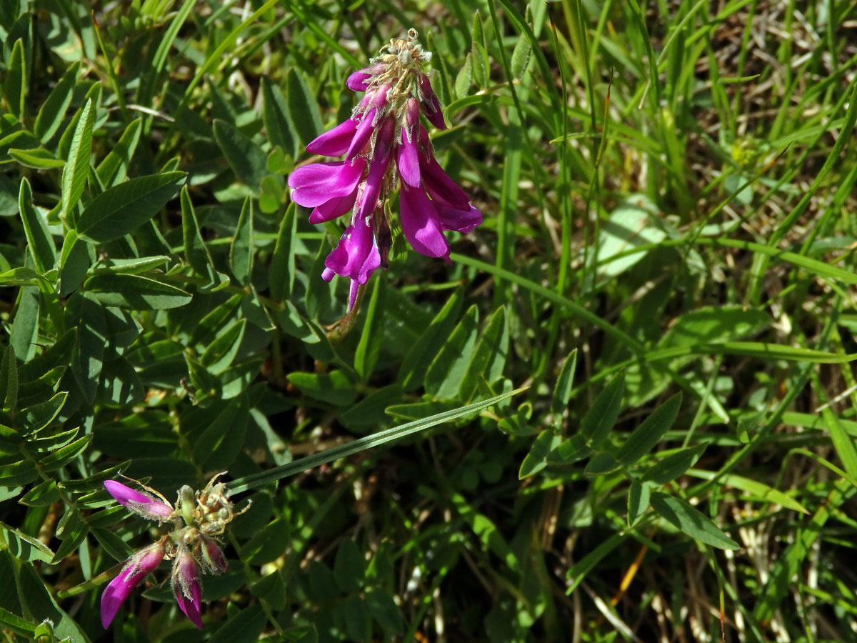 Kopyšník tmavý (Hedysarum hedysaroides (L.) Sch. et Thell.)