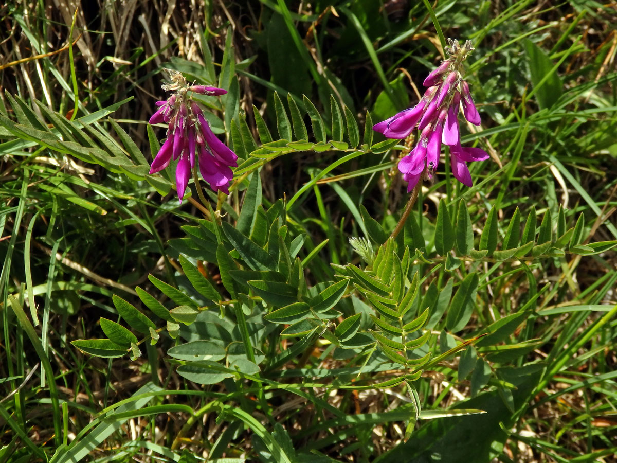 Kopyšník tmavý (Hedysarum hedysaroides (L.) Sch. et Thell.)