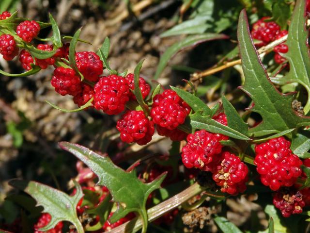 Merlík (Chenopodium foliosum (Moench.) Asch.)