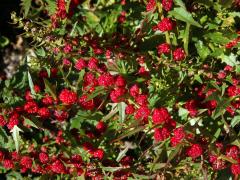 Merlík (Chenopodium foliosum (Moench.) Asch.)