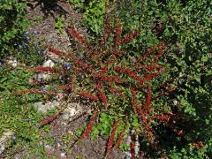 Merlík (Chenopodium foliosum (Moench.) Asch.)