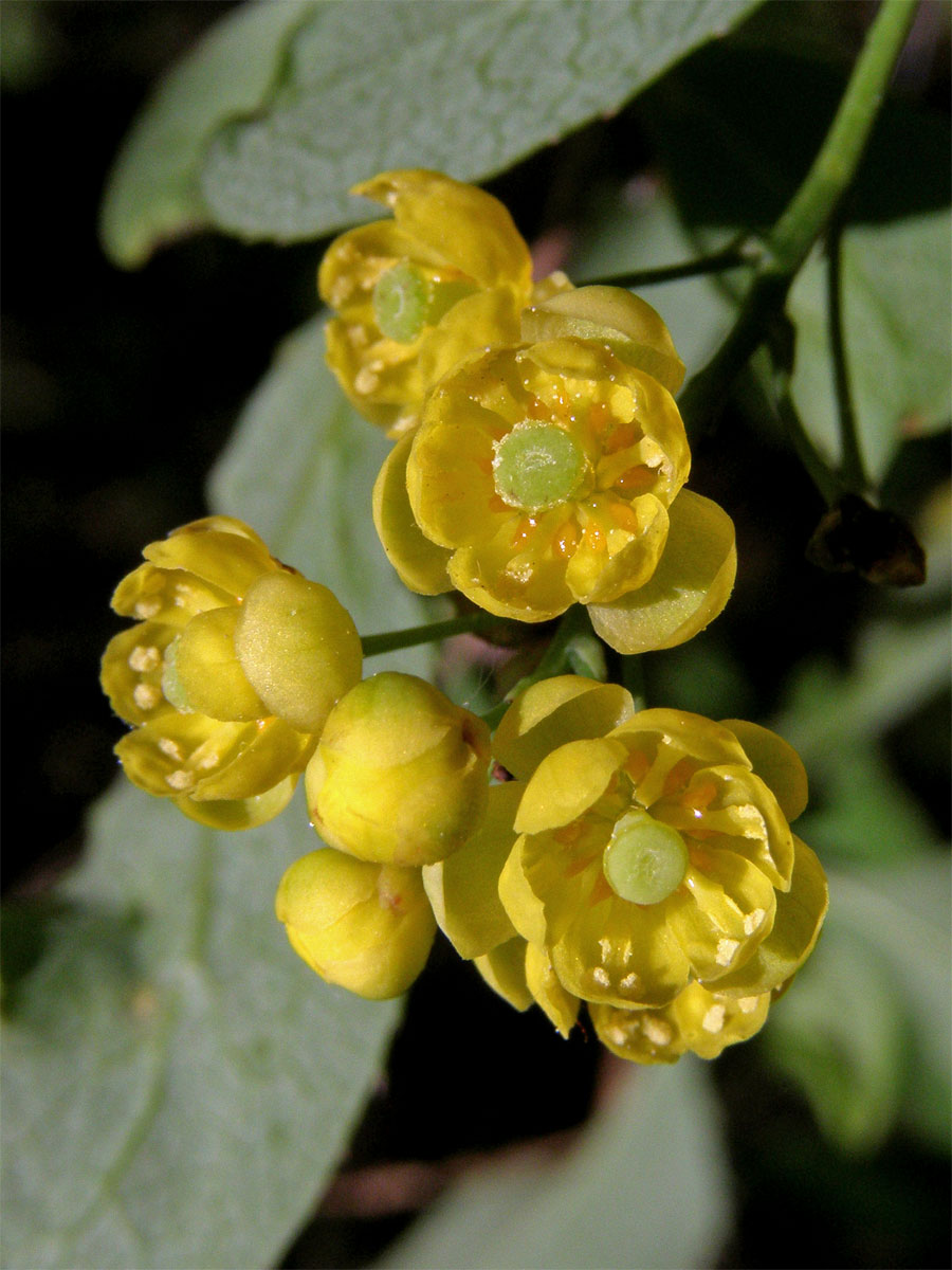 Dřišťál obecný (Berberis vulgaris L.)