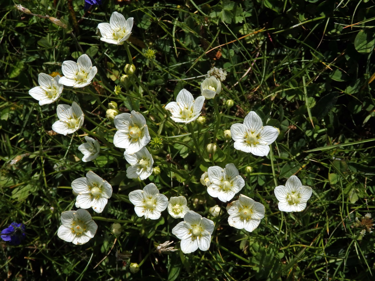 Tolije bahenní (Parnassia palustris L.)