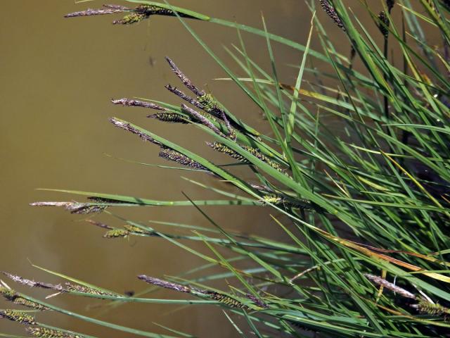 Ostřice černá (Carex nigra (L.) Reichard)