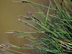 Ostřice černá (Carex nigra (L.) Reichard) 