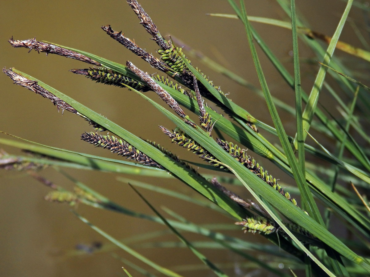 Ostřice černá (Carex nigra (L.) Reichard)