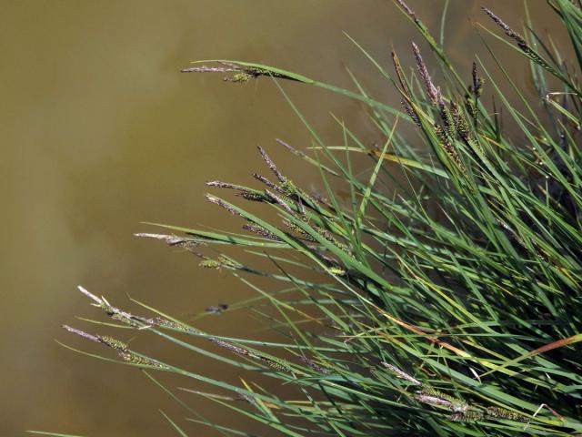 Ostřice černá (Carex nigra (L.) Reichard)