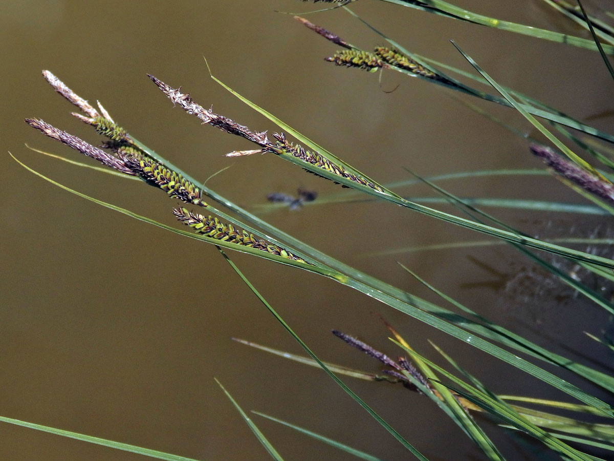 Ostřice černá (Carex nigra (L.) Reichard)