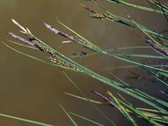 Ostřice černá (Carex nigra (L.) Reichard)