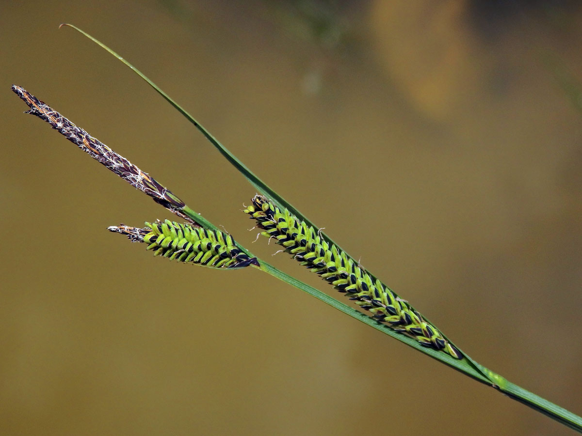 Ostřice černá (Carex nigra (L.) Reichard)