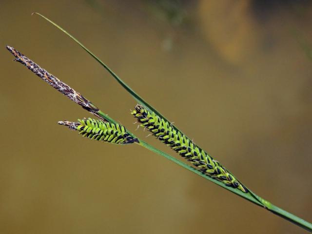 Ostřice černá (Carex nigra (L.) Reichard)