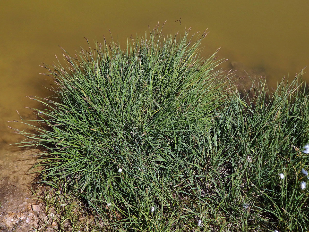 Ostřice černá (Carex nigra (L.) Reichard)