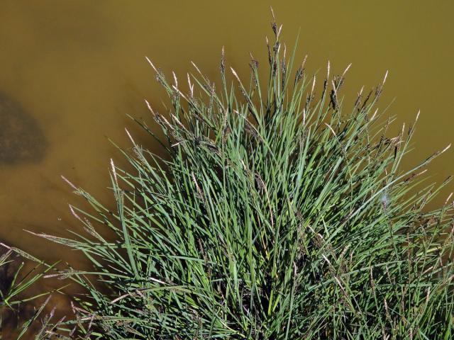 Ostřice černá (Carex nigra (L.) Reichard)