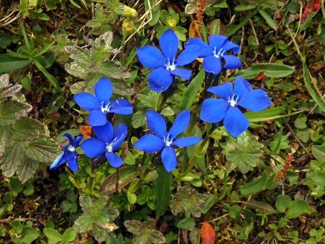 Hořec (Gentiana brachyphylla Vill.)