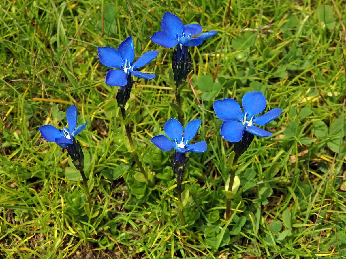 Hořec (Gentiana brachyphylla Vill.)