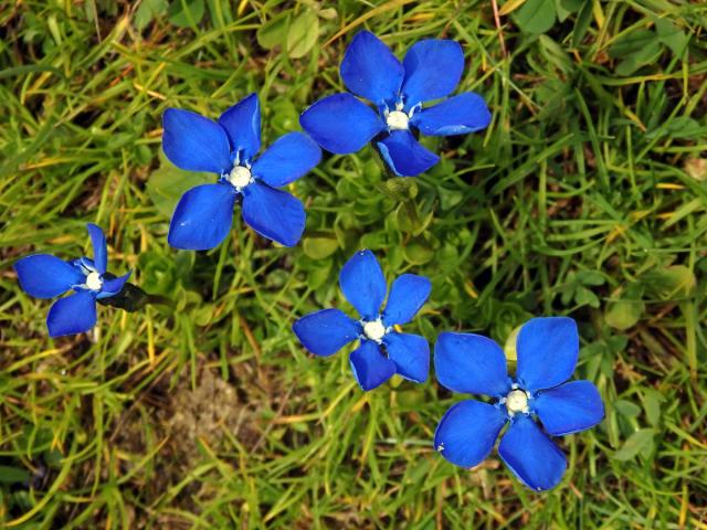 Hořec (Gentiana brachyphylla Vill.)