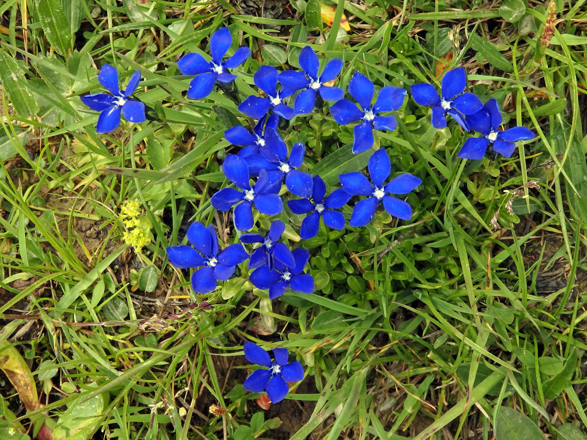 Hořec (Gentiana brachyphylla Vill.)