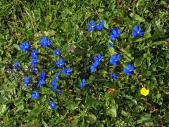 Hořec (Gentiana brachyphylla Vill.)