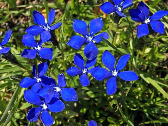 Hořec (Gentiana brachyphylla Vill.)