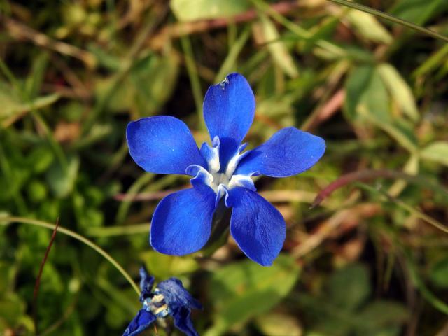 Hořec (Gentiana brachyphylla Vill.)