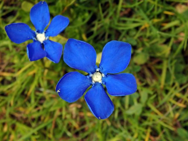 Hořec (Gentiana brachyphylla Vill.)