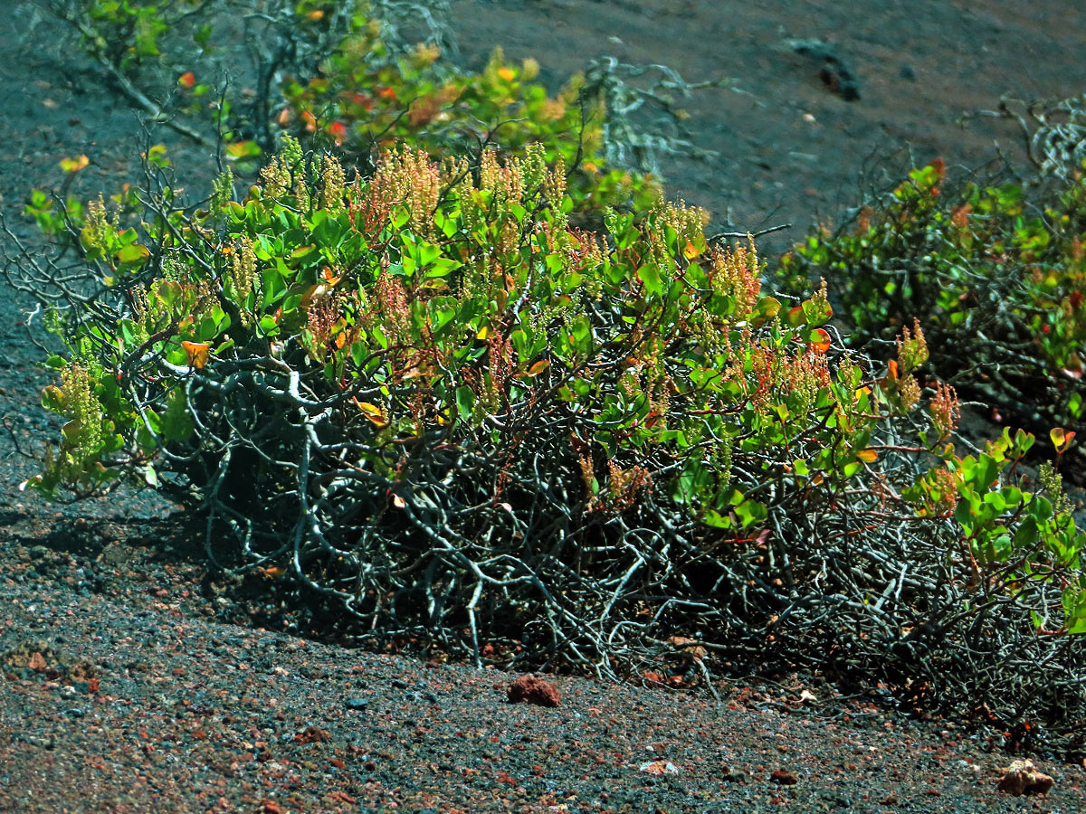 Šťovík (Rumex lunaria L.)