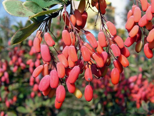 Dřišťál obecný (Berberis vulgaris L.)