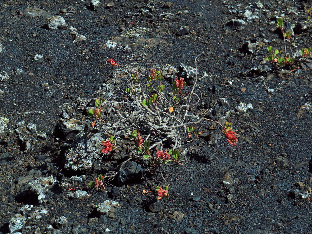 Šťovík (Rumex lunaria L.)