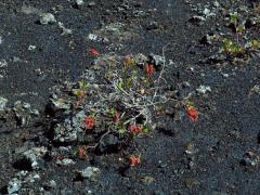 Šťovík (Rumex lunaria L.)