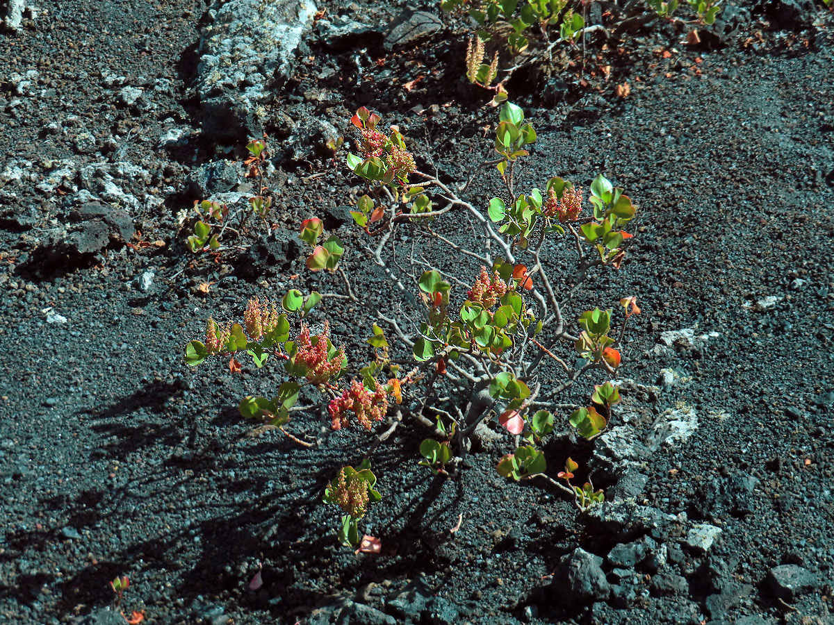 Šťovík (Rumex lunaria L.)