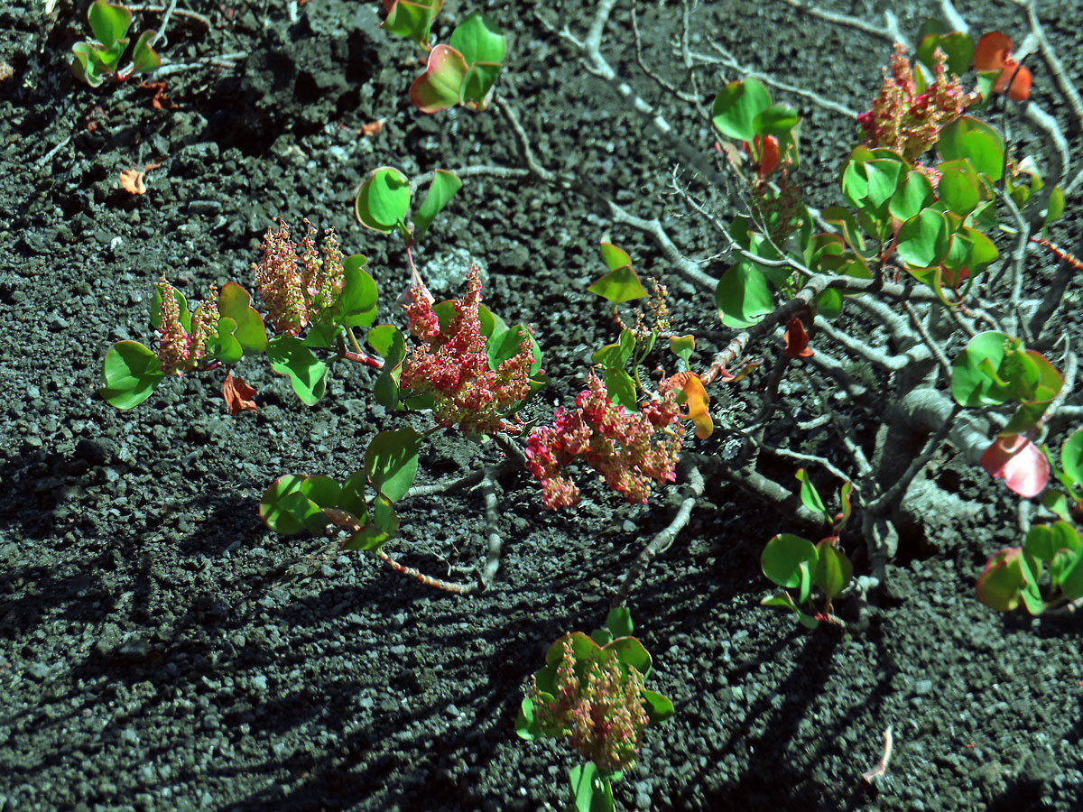 Šťovík (Rumex lunaria L.)