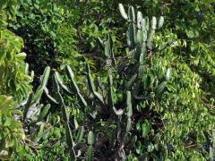 8_Pryšcovité: Pryšec (Euphorbia)