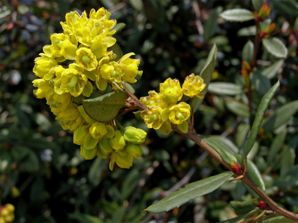 Dřišťál Juliin (Berberis julianae C. K. Schneider)