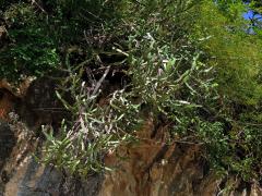 8_Pryšcovité: Pryšec (Euphorbia)