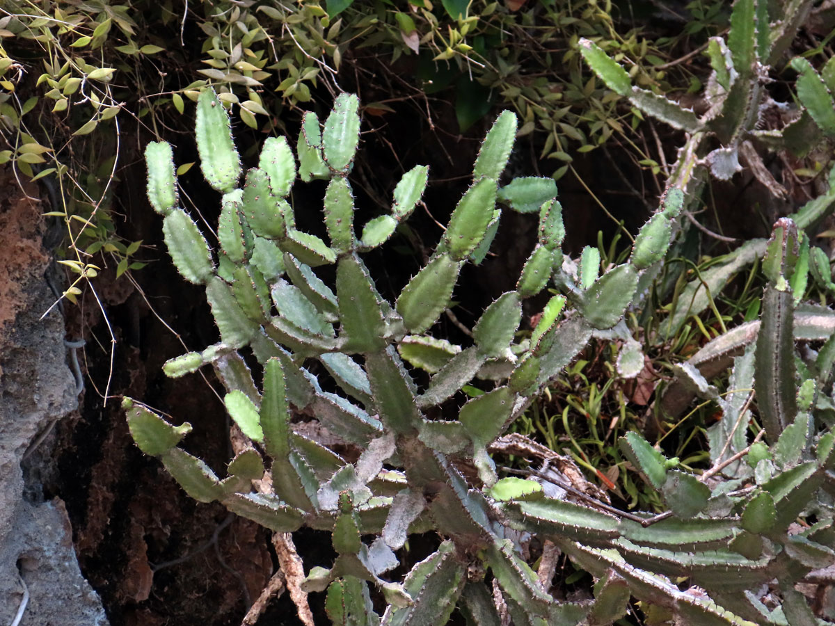 8_Pryšcovité: Pryšec (Euphorbia)