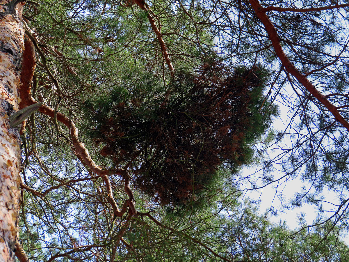 Čarověník na borovici lesní (Pinus sylvestris L.) (27a)