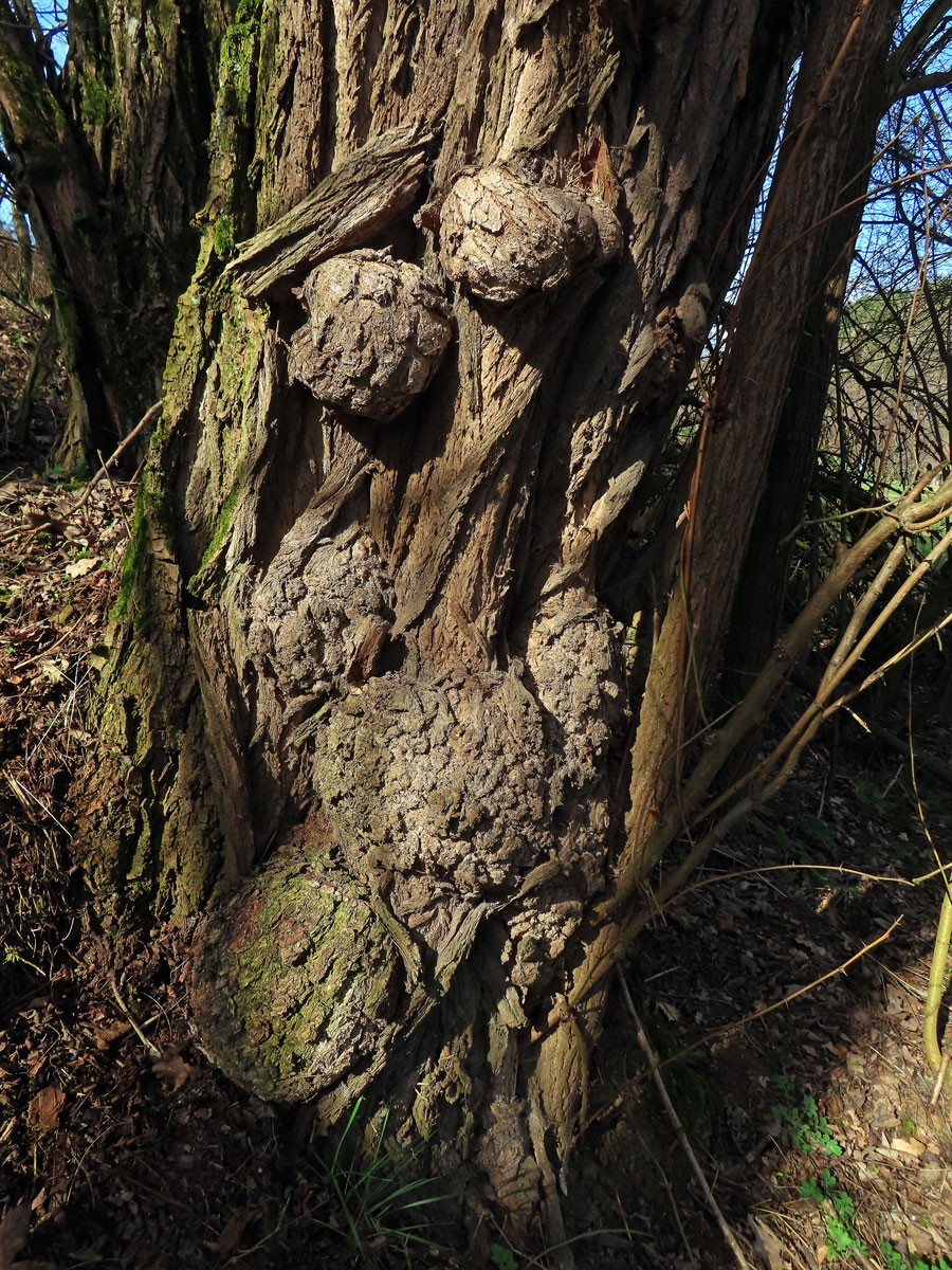 Tumor na akátu (Robinia pseudoacacia L.) (44a)