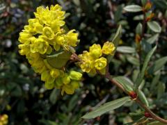 Dřišťál Juliin (Berberis julianae C. K. Schneider)  