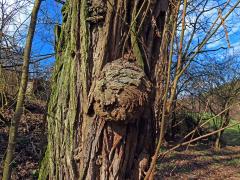 Tumor na akátu (Robinia pseudoacacia L.) (45a)