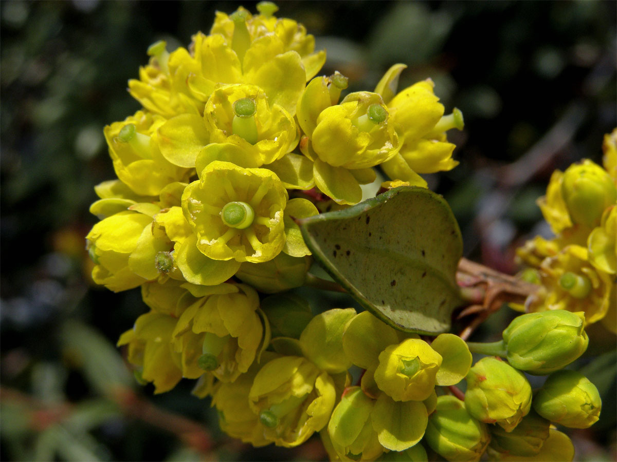 Dřišťál Juliin (Berberis julianae C. K. Schneider)