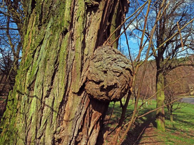 Tumor na akátu (Robinia pseudoacacia L.) (45b)