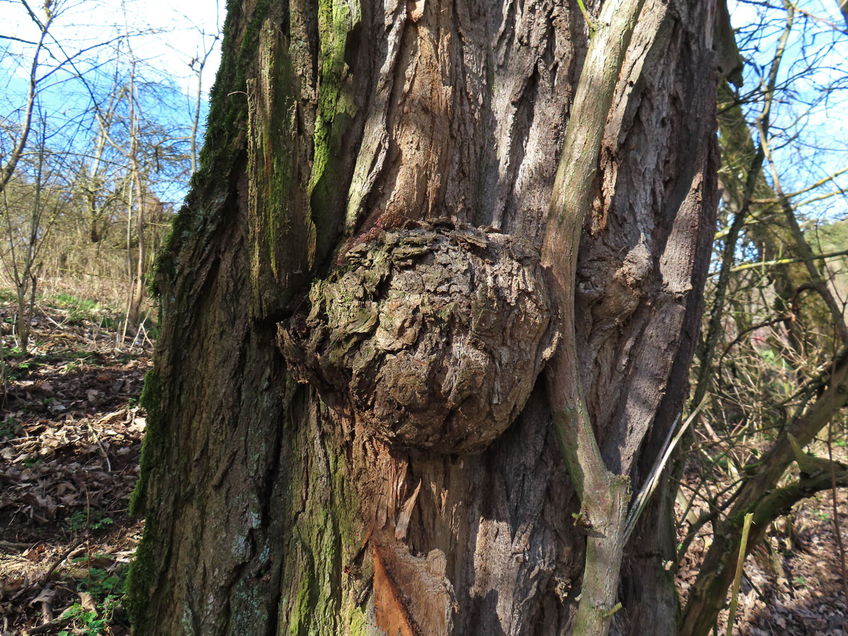 Tumor na akátu (Robinia pseudoacacia L.) (46a)