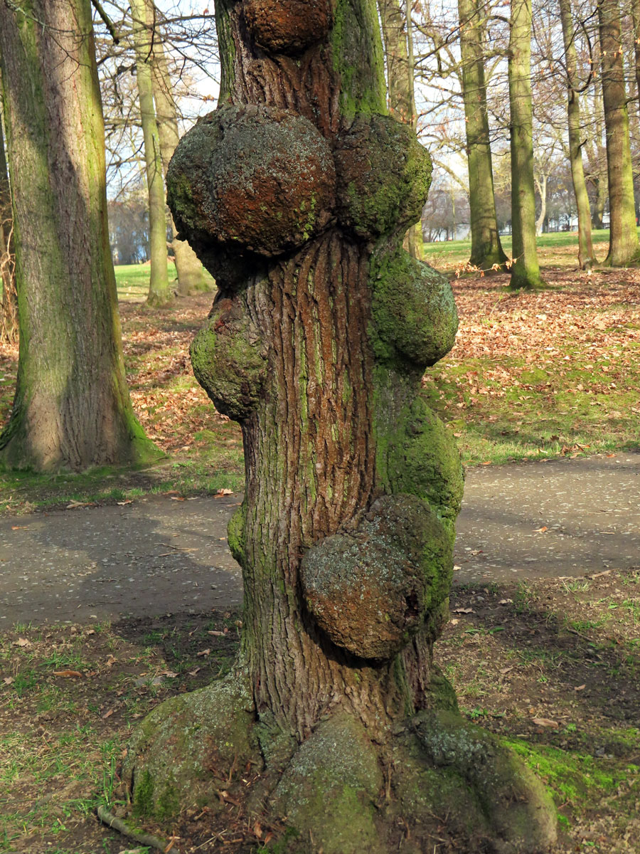 Lípa velkolistá (Tilia platyphyllos Scop.) (21e) s nádory na kmeni