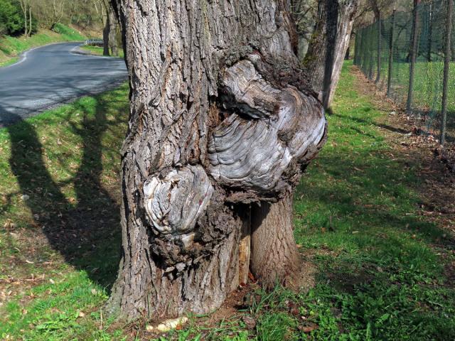 Lípa velkolistá (Tilia platyphyllos Scop.) (71) s nádorem na kmeni