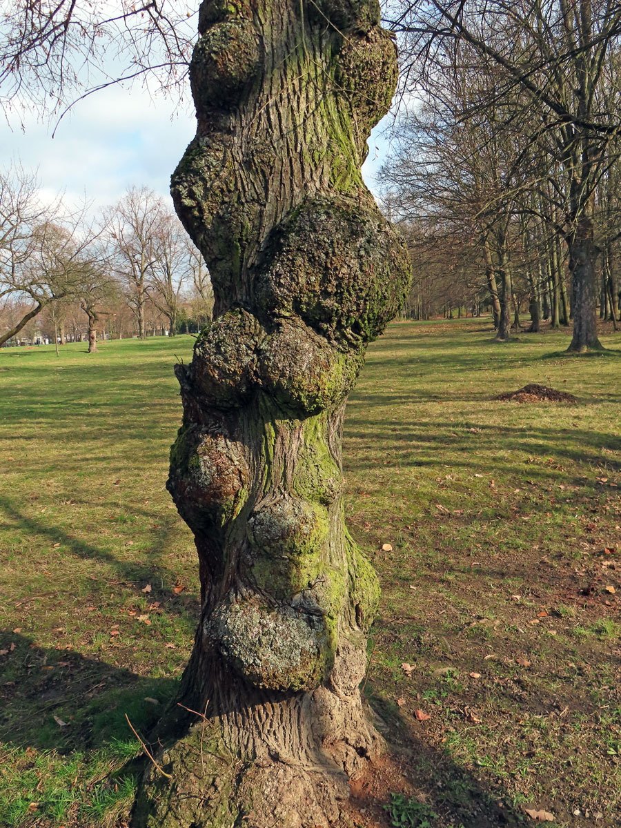 Lípa velkolistá (Tilia platyphyllos Scop.) (72a) s nádorem na kmeni