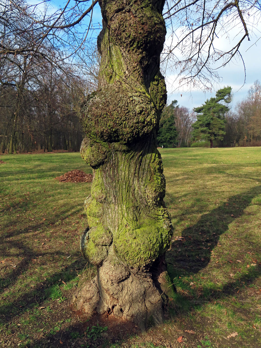 Lípa velkolistá (Tilia platyphyllos Scop.) (72b) s nádorem na kmeni