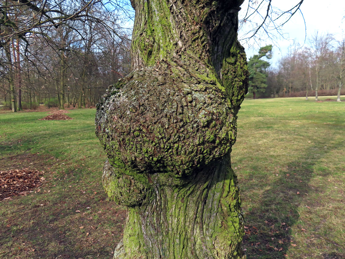 Lípa velkolistá (Tilia platyphyllos Scop.) (72c) s nádorem na kmeni