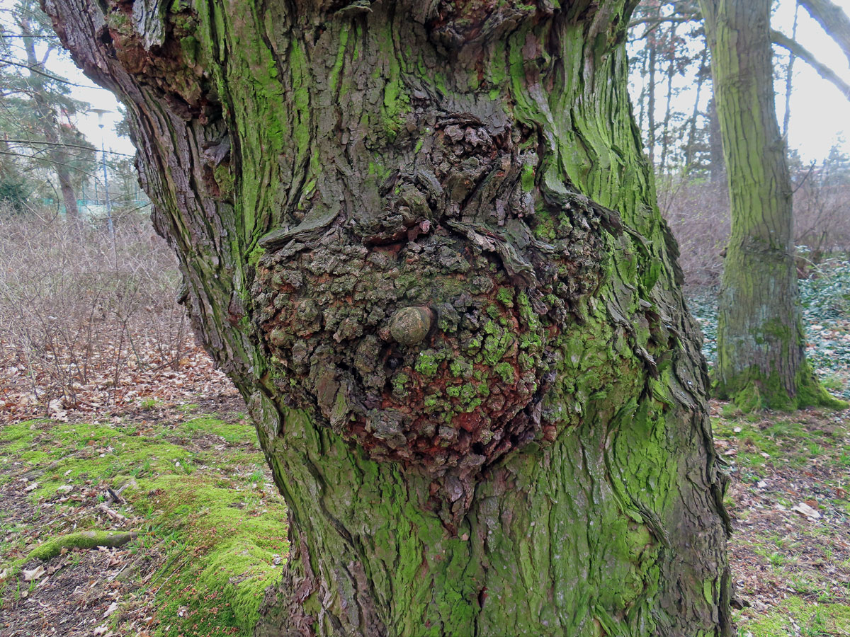 Javor stříbrný (Acer saccharinum L.), nádor na kmeni (74)