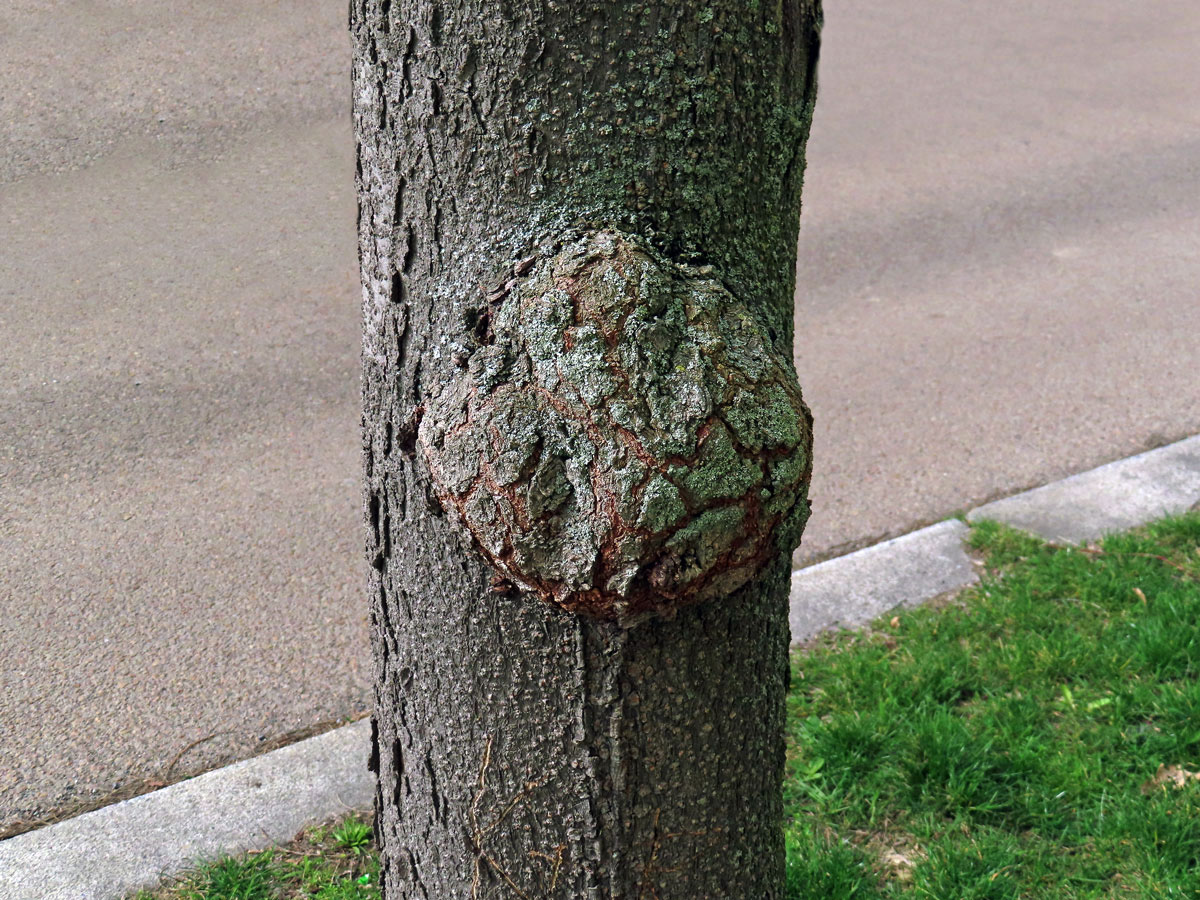 Dřezovec trojtrnný (Gleditsia triacanthos L.) (6) s nádorem na kmeni