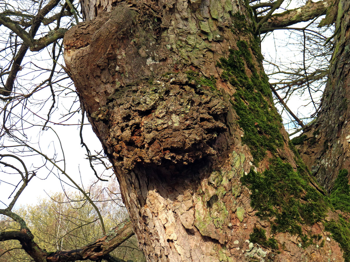 Javor klen (Acer pseudoplatanus L.) s nádorem na kmeni (75)